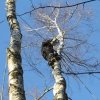 Опиливание деревьев Калуга-Альппром